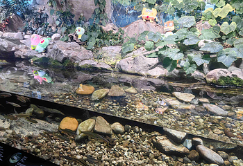 Sea Life COEX水族馆第 41 张图片
