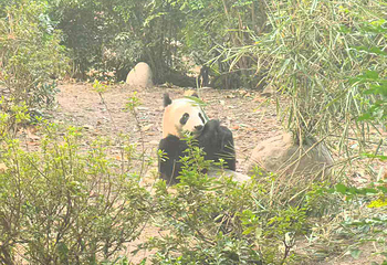 成都大熊猫繁育研究基地第 716 张图片