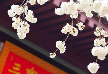 青龙寺第 58 张图片