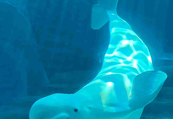 三亚亚特兰蒂斯失落的空间水族馆第 214 张图片