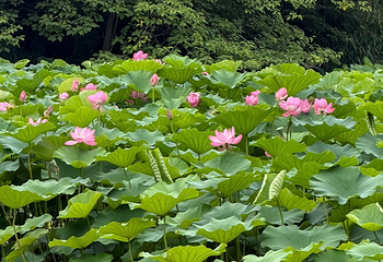 西安浐灞国家湿地公园第 61 张图片