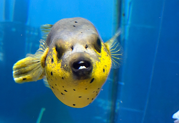 吉隆坡城中城水族馆第 60 张图片