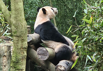 成都大熊猫繁育研究基地第 304 张图片