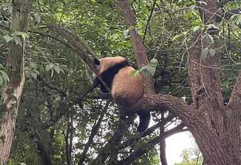 成都大熊猫繁育研究基地第 493 张图片