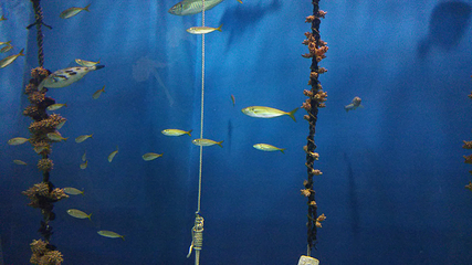 浅虫水族馆第 11 张图片