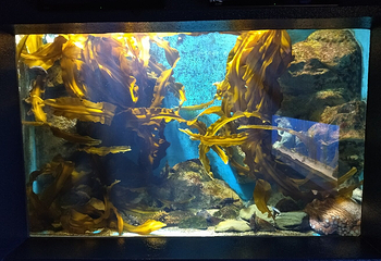 浅虫水族馆第 15 张图片