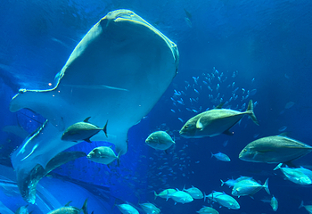 冲绳美丽海水族馆第 53 张图片