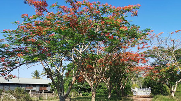Dr Alexandre Yersin Tomb