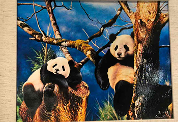 成都大熊猫繁育研究基地第 501 张图片