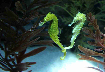 上海长风海洋世界第 49 张图片