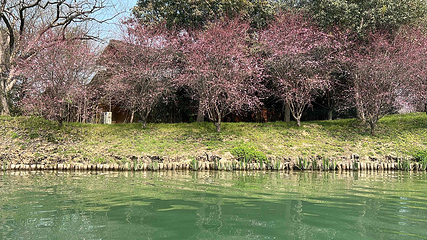 西溪国家湿地公园第 234 张图片