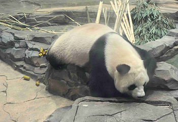 岳阳中华大熊猫苑第 37 张图片