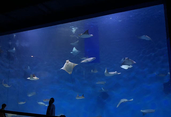 上海海洋水族馆第 193 张图片