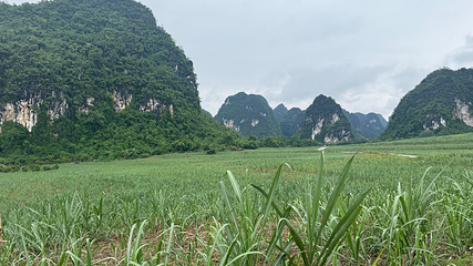 白头叶猴生态旅游区第 10 张图片