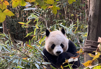 熊猫谷第 84 张图片