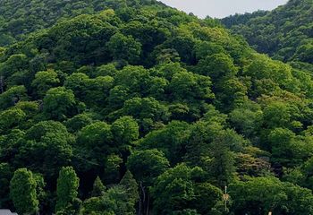 渡月桥第 53 张图片