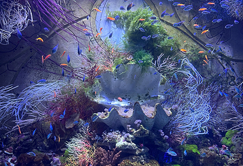 三亚亚特兰蒂斯失落的空间水族馆第 229 张图片