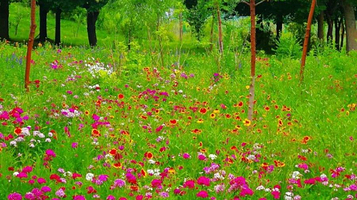 巩留县湿地公园