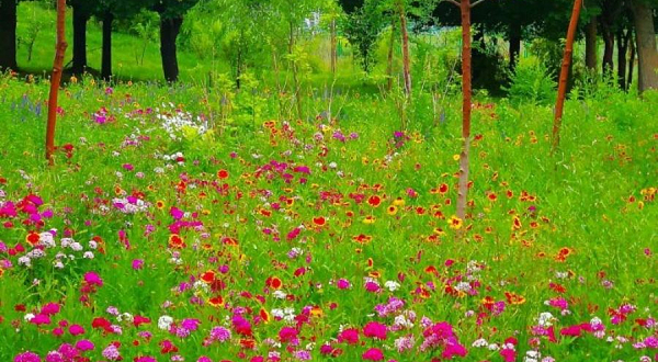 巩留县湿地公园