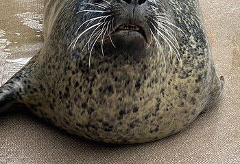 宫岛水族馆第 15 张图片