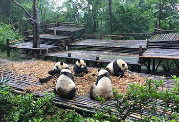 成都大熊猫繁育研究基地第 72 张图片