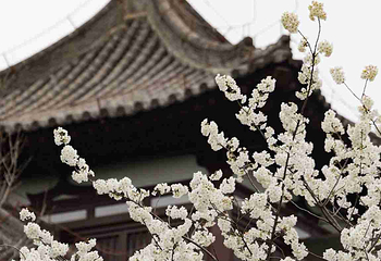 青龙寺第 54 张图片