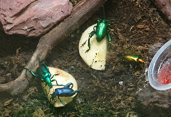 吉隆坡城中城水族馆第 50 张图片