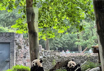 卧龙中华大熊猫苑神树坪基地第 106 张图片