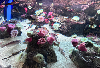 济州岛Aqua Planet水族馆第 86 张图片