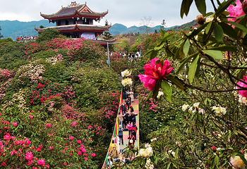 百里杜鹃风景区第 64 张图片