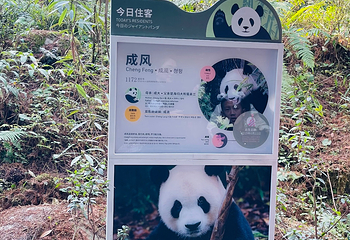 熊猫谷第 123 张图片