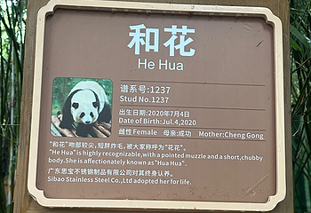 成都大熊猫繁育研究基地第 626 张图片