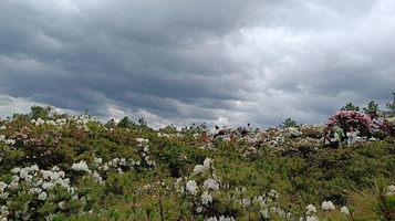 宣威市宝山十里杜鹃花海