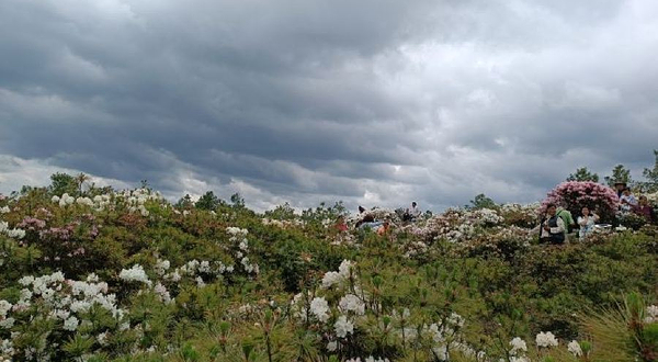 宣威市宝山十里杜鹃花海
