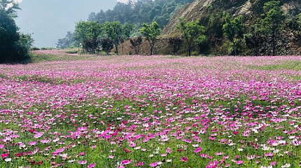 青山湖绿道花海第 1 张图片