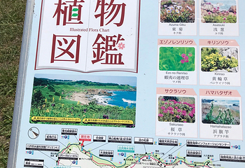 种差海岸第 35 张图片