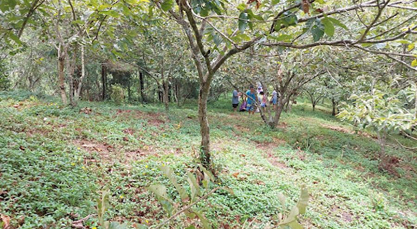 Vườn Dẻ Quảng Lạc