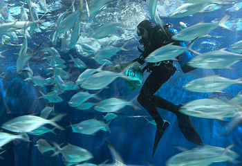 上海海洋水族馆第 143 张图片