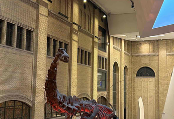 皇家安大略博物馆第 21 张图片