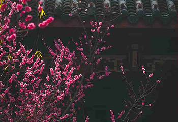 望江楼公园第 50 张图片