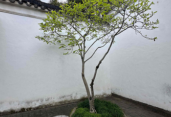 耦园第 81 张图片