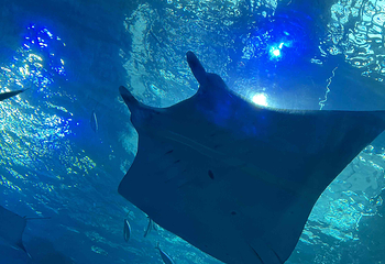 冲绳美丽海水族馆第 62 张图片