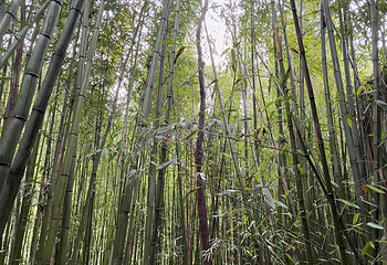 熊猫谷第 82 张图片