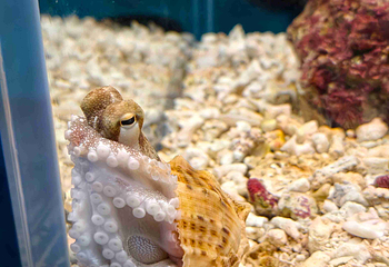 三亚亚特兰蒂斯失落的空间水族馆第 220 张图片
