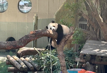 重庆动物园第 148 张图片