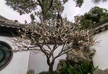 豫园第 180 张图片