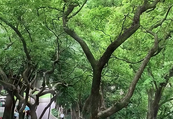 越秀公园第 240 张图片