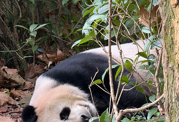 熊猫谷第 118 张图片