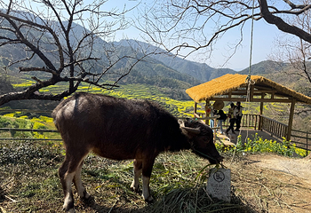 婺源篁岭景区第 220 张图片