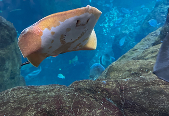 新江之岛水族馆第 29 张图片